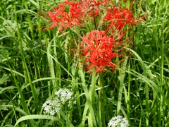 府中郷土の森公園17