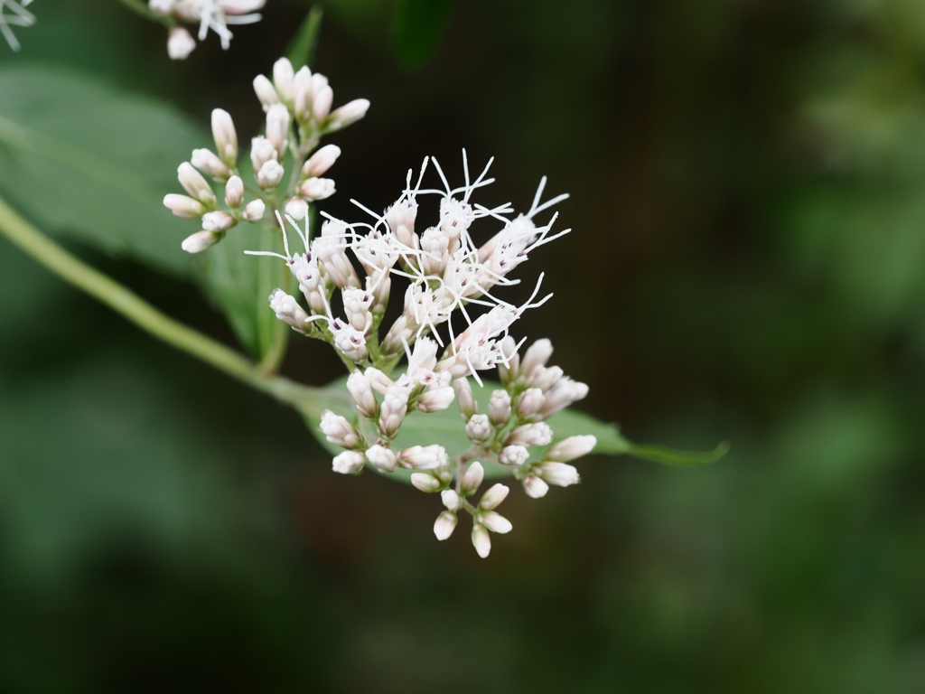 向島百花園1