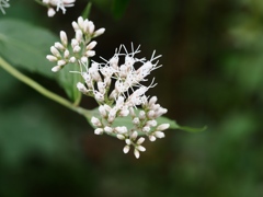 向島百花園1