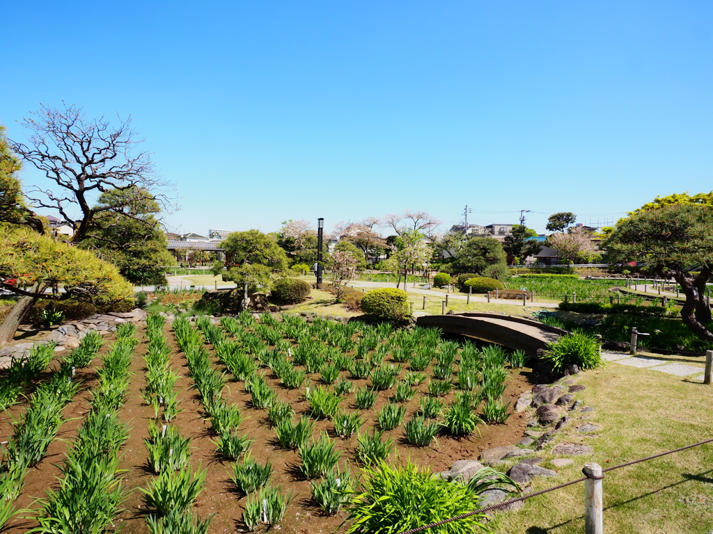 4月の堀切菖蒲園12
