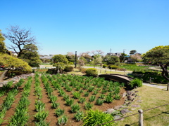 4月の堀切菖蒲園12