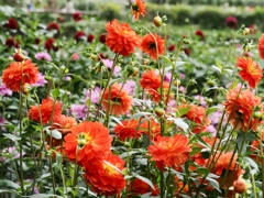 両神山麓花の郷ダリア園66