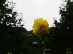 両神山麓花の郷ダリア園65