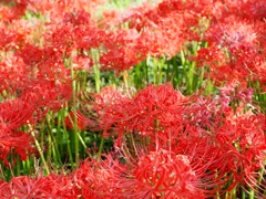 府中郷土の森公園37