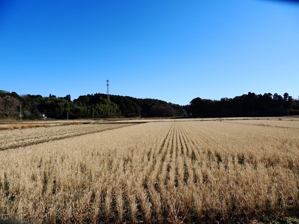 佐倉からの帰りスナップ1