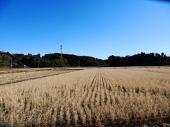 佐倉からの帰りスナップ1
