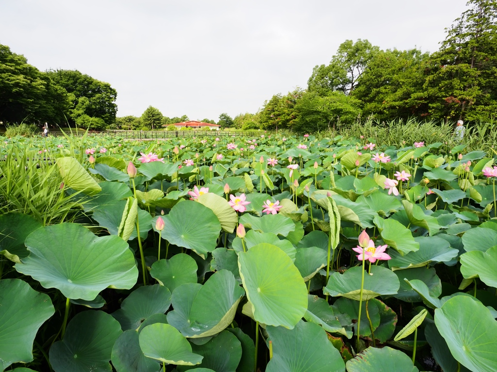 水元公園の蓮2