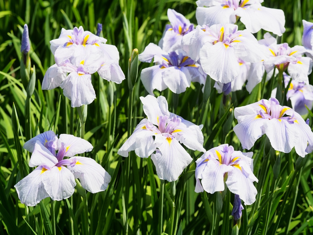 堀切菖蒲園の花菖蒲21
