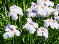 堀切菖蒲園の花菖蒲21