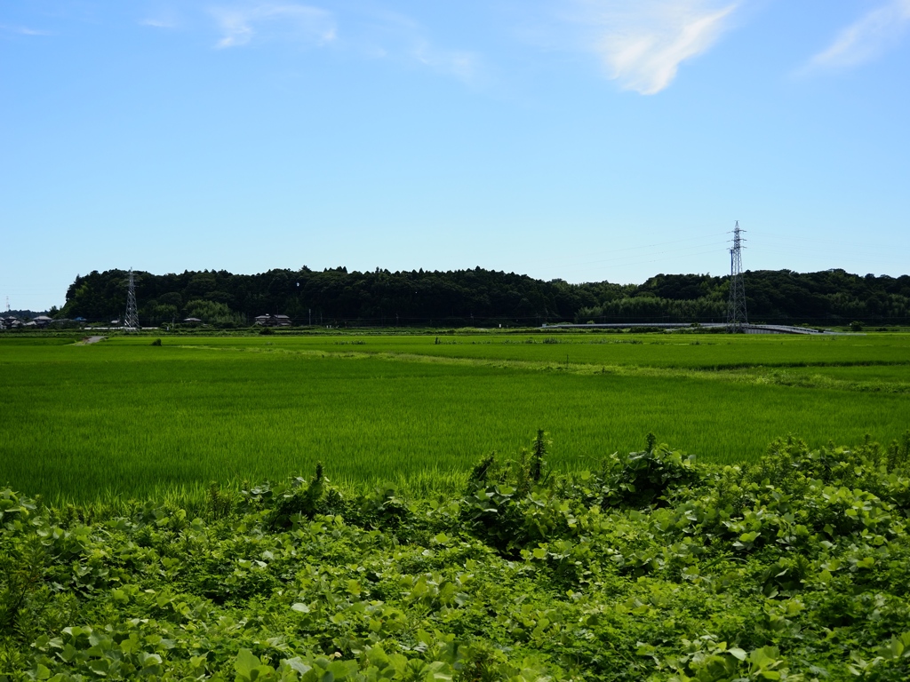 佐倉ふるさと広場1