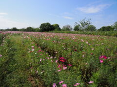 江戸川松戸フラワーライン11
