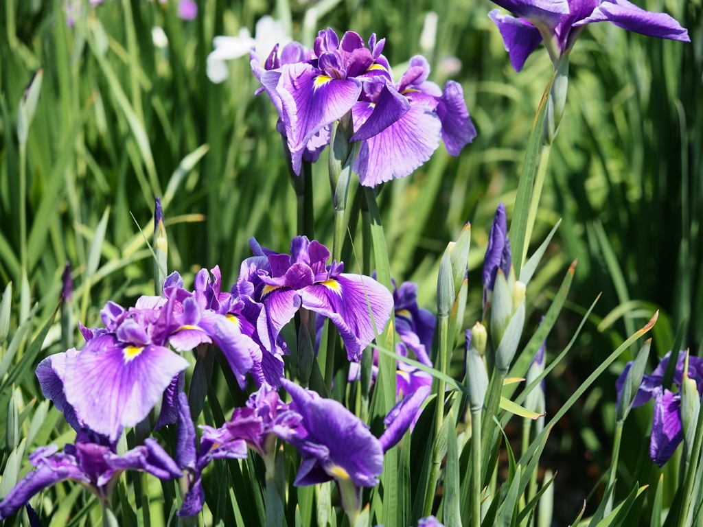 堀切菖蒲園の花菖蒲5