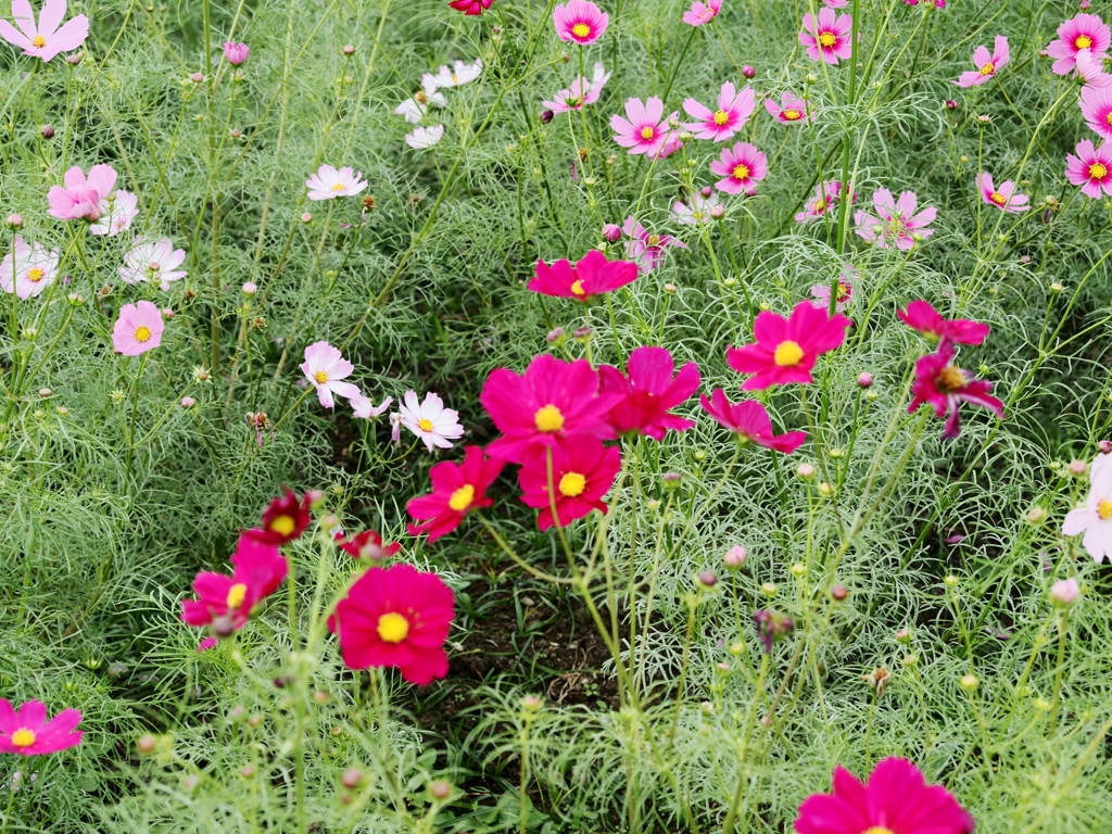 荒川河川敷のコスモス3