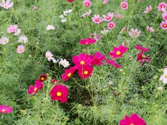 荒川河川敷のコスモス3