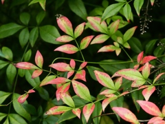 向島百花園21