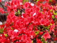 新川千本桜10