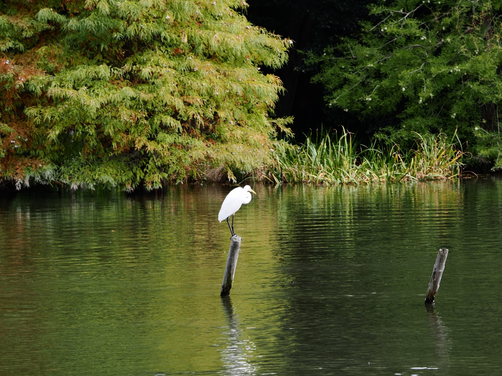 水元公園シン望遠3