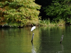水元公園シン望遠3