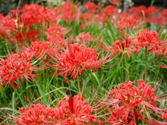 府中郷土の森公園2