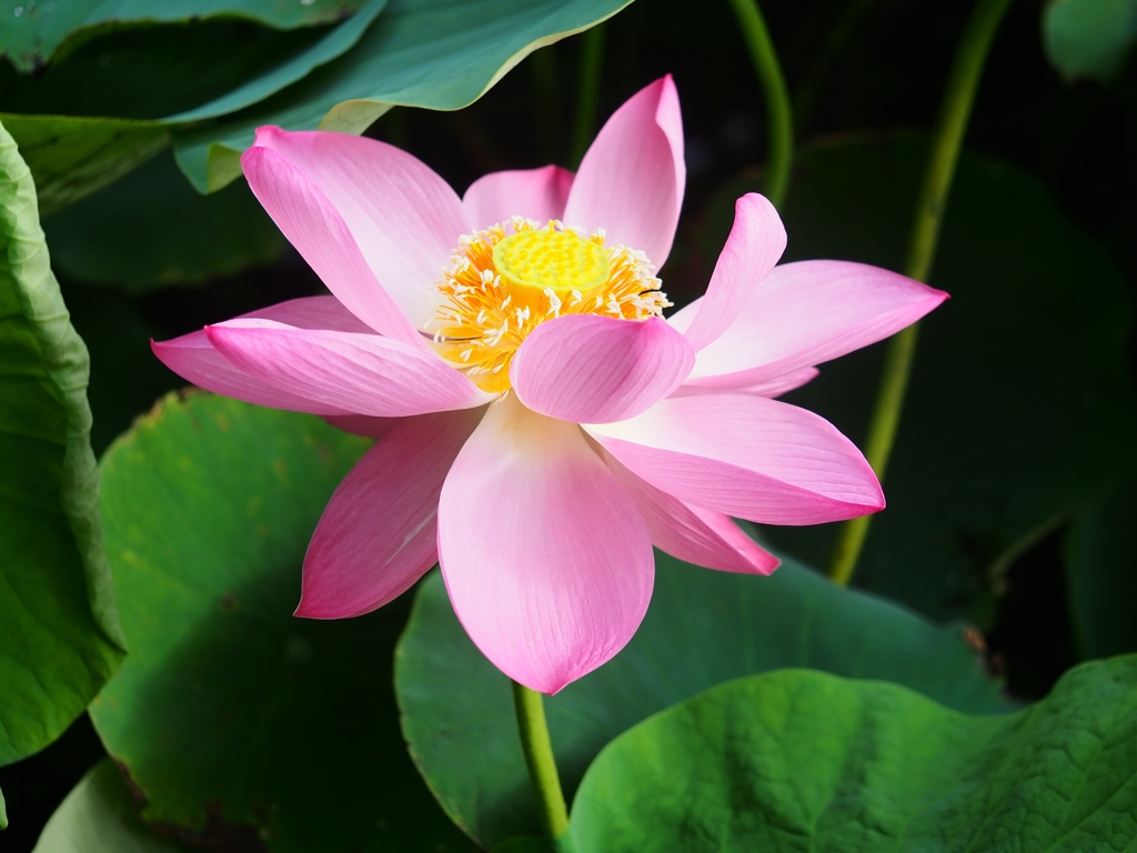 水元公園の蓮11