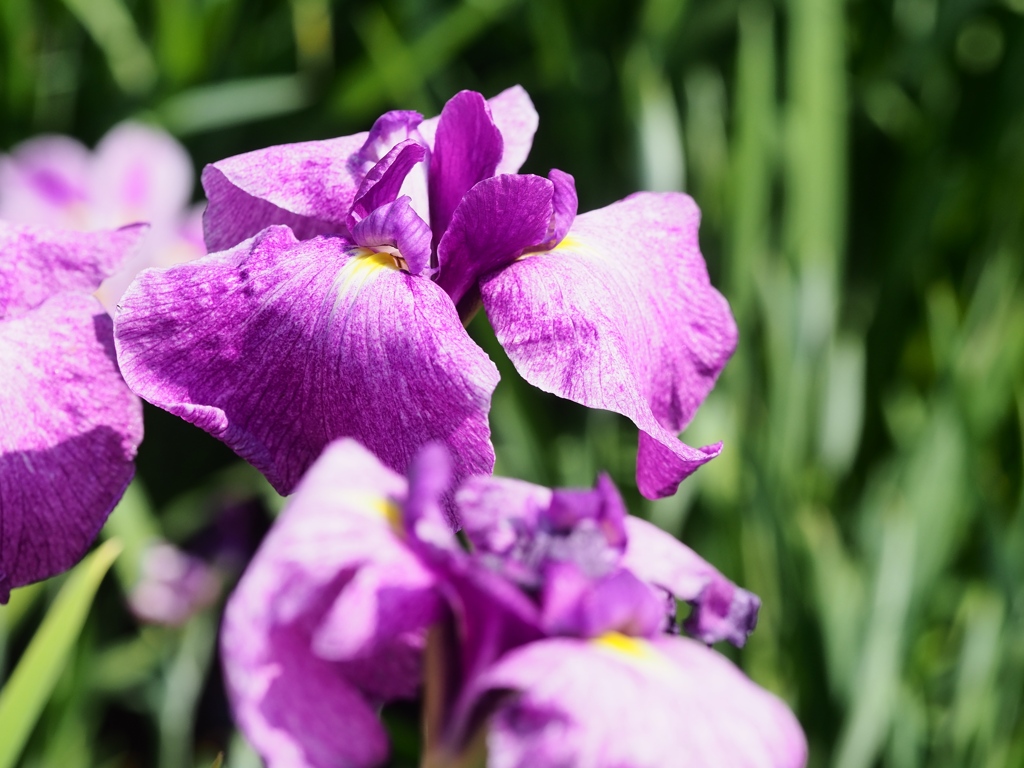堀切菖蒲園の花菖蒲20