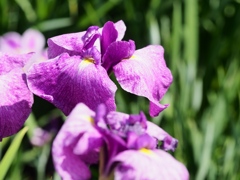堀切菖蒲園の花菖蒲20