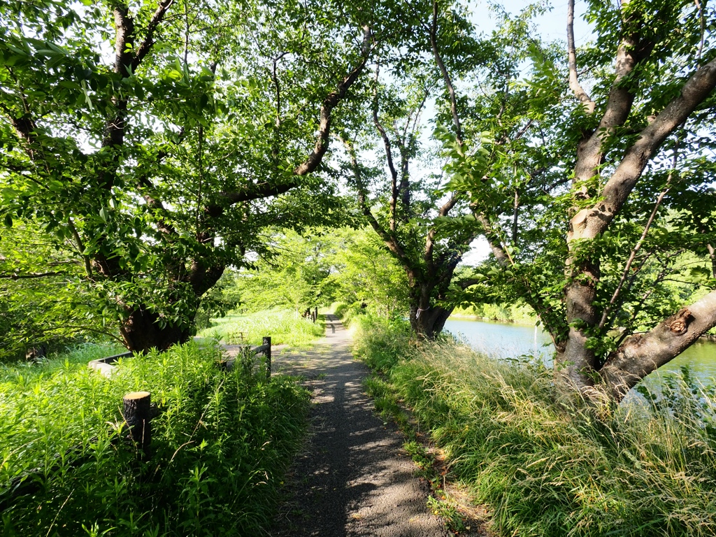 小貝川と常総の野12