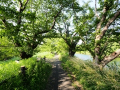 小貝川と常総の野12