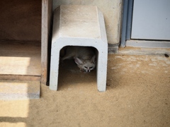 市川動植物園11