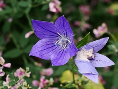 向島百花園2