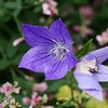 向島百花園2