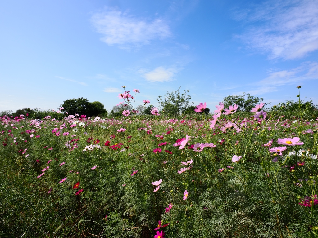 江戸川松戸フラワーライン2