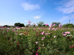 江戸川松戸フラワーライン2