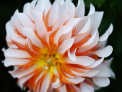 両神山麓花の郷ダリア園41
