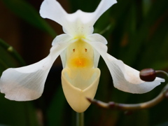 熱帯植物園30