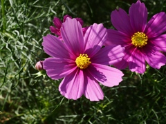 江戸川松戸フラワーライン9