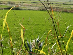 大津川と手賀沼3