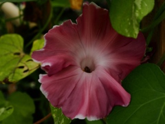 向島百花園41