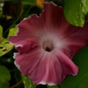 向島百花園41