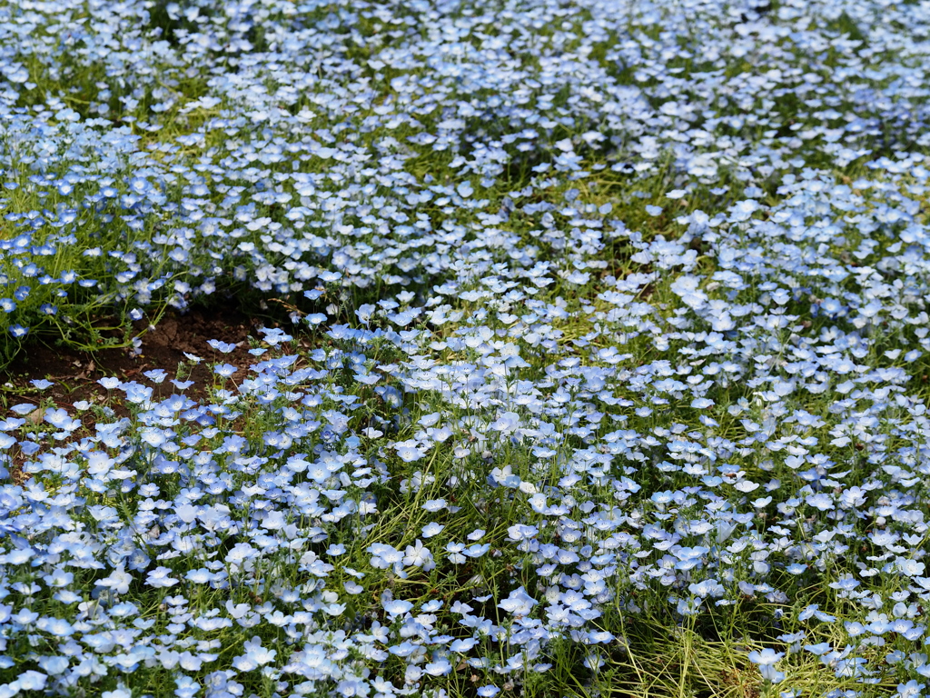 4月の水元公園4