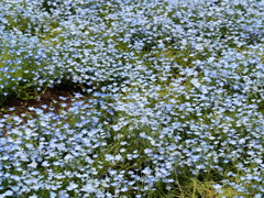 4月の水元公園4