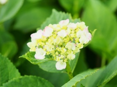 堀切菖蒲園の花菖蒲25