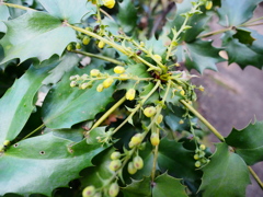 旧芝離宮恩賜庭園4