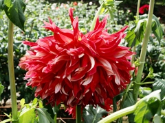 両神山麓花の郷ダリア園5