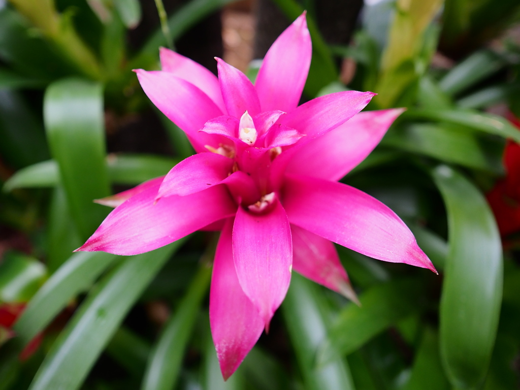 熱帯植物園13