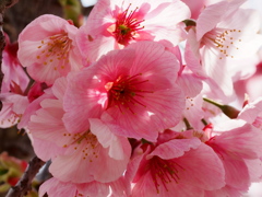 小貝川の桜3
