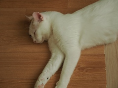 猫まるカフェ26