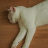 猫まるカフェ26