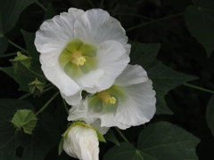 向島百花園33
