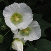 向島百花園33